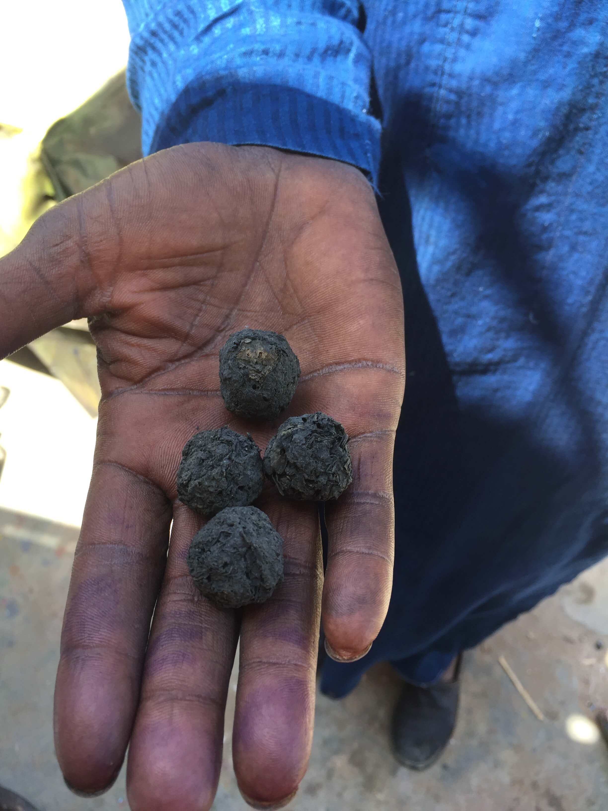 Cheikhouna showing natural dried indigo